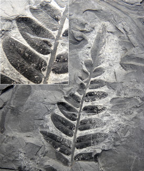 Reticulopteris muensteri